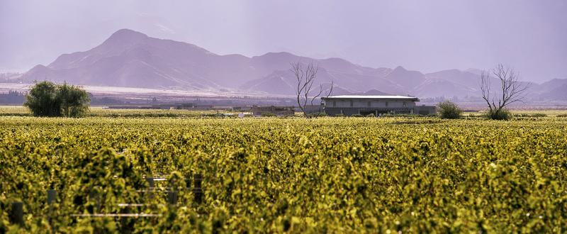 The Vines Resort & Spa Los Sauces  Eksteriør bilde